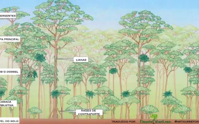 Novos lasers espaciais oferecem o melhor visual 3D para Florestas