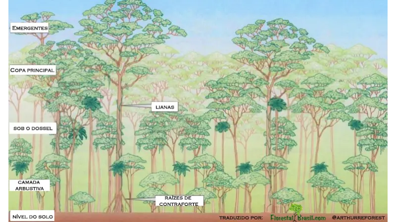 Novos lasers espaciais oferecem o melhor visual 3D para Florestas