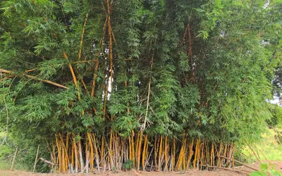 O bambu no Brasil: diversidade, usos e riscos de invasão