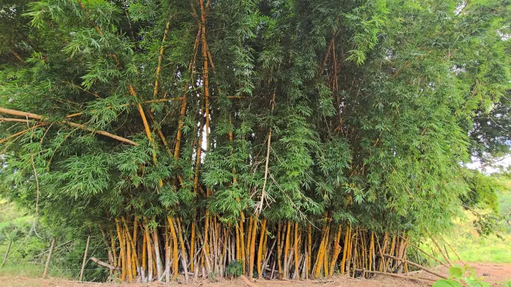 O bambu no Brasil: diversidade, usos e riscos de invasão