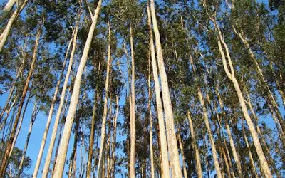 O Eucalipto em relação ao uso da água