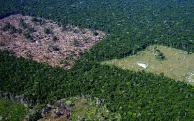 Nova concessão para reflorestar Amazônia será 20 vezes maior
