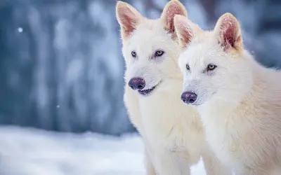 O lobo terrível está de volta dos mortos? Não exatamente