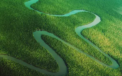 O papel das florestas protegidas no combate às mudanças climáticas