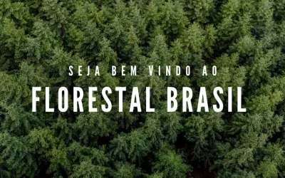 O IPÊ é o novo MOGNO? Corre risco de Extinção? Mito ou Fato?