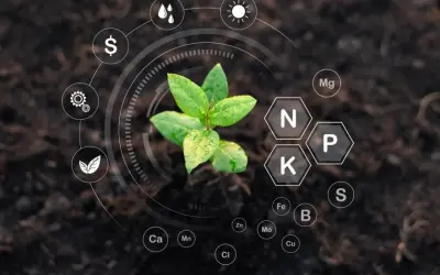 O que são fertilizantes e quais seus tipos?