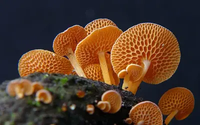 O que são fungos e qual sua importância?