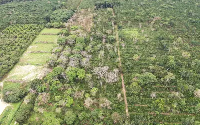O que são os Sistemas Agroflorestais (SAFs)?