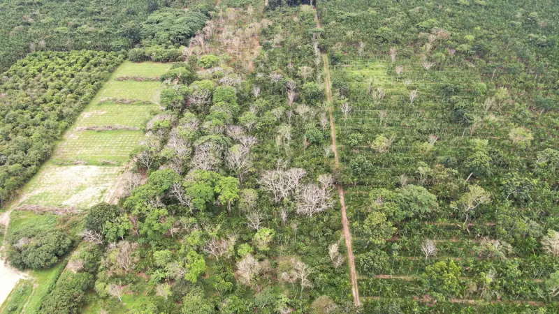 O que são os Sistemas Agroflorestais (SAFs)?