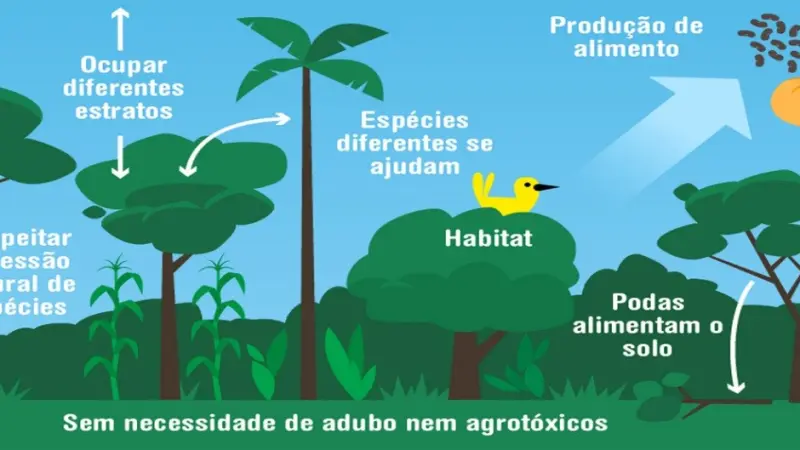 O XII Congresso Brasileiro de Sistemas Agroflorestais está com inscrições abertas