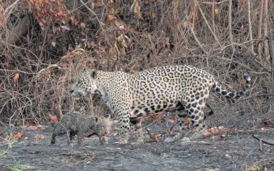 Onças-pintadas em perigo: nova queimada no Pantanal