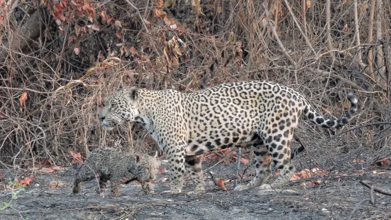 Onças-pintadas em perigo: nova queimada no Pantanal