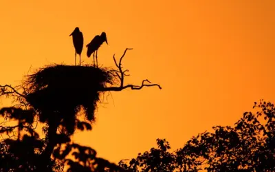 Ondas de calor colocam a reprodução animal em risco e deixam efeitos que atravessam gerações