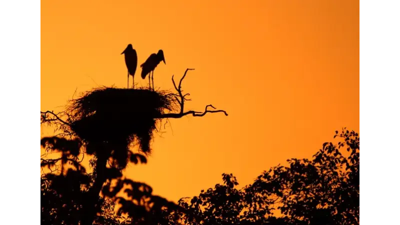Ondas de calor colocam a reprodução animal em risco e deixam efeitos que atravessam gerações