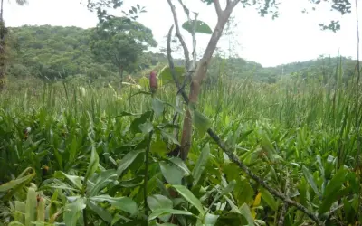 Organossolo em áreas úmidas: estudo da UFPR aponta limites na filtragem de fósforo