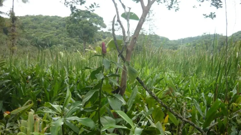 Organossolo em áreas úmidas: estudo da UFPR aponta limites na filtragem de fósforo