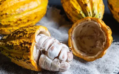 Origem do cacau amazônico e rede de comércio pré-colombiana