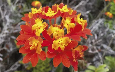 A botânica da resiliência: genoma inédito revela como a orquídea-da-praia sobrevive em ambientes extremos