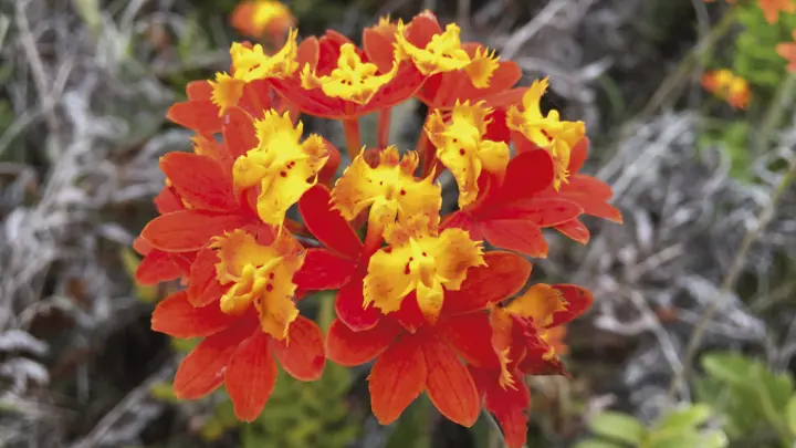 A botânica da resiliência: genoma inédito revela como a orquídea-da-praia sobrevive em ambientes extremos