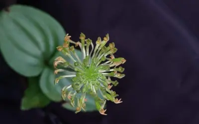 Orquídea recém-descoberta no Paraná corre risco de extinção