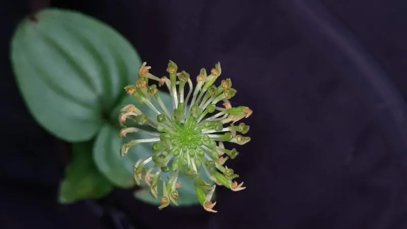 Orquídea recém-descoberta no Paraná corre risco de extinção