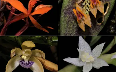 Orquídeas surgiram no hemisfério Norte há 83 milhões de anos