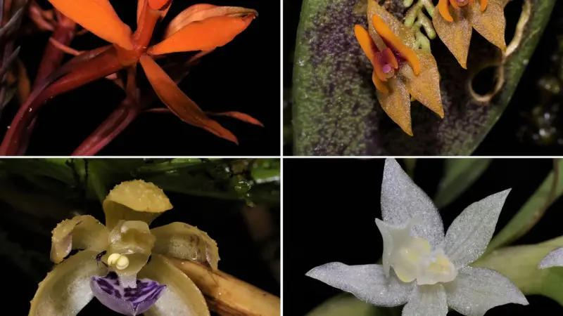 Orquídeas surgiram no hemisfério Norte há 83 milhões de anos