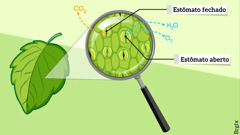 Os estômatos e como as plantas respiram
