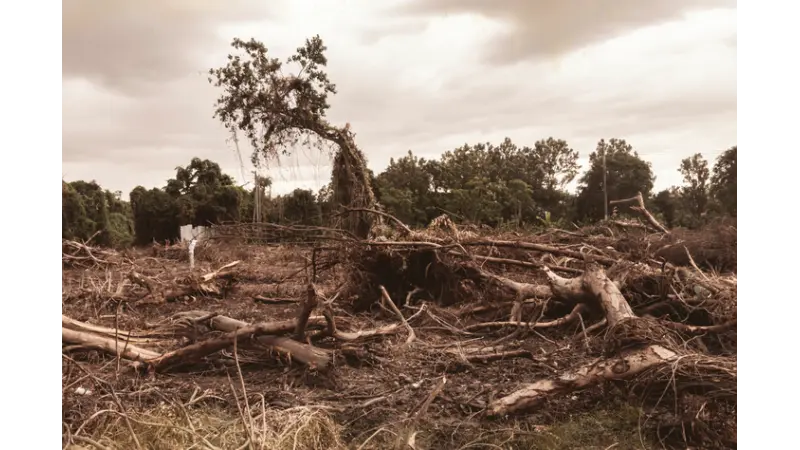 Os riscos de extinção da Amazônia e suas implicações para a vida no planeta