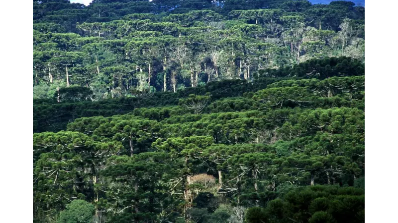 Paleoclima e atividade humana moldaram a floresta de araucárias no Brasil