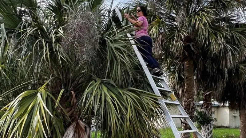 Palmeira contaminada por bactéria emite notificação através de gases para plantas próximas sobre ameaça