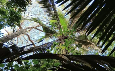 Palmeiras da Amazônia: as “caixas d’água” da floresta tropical