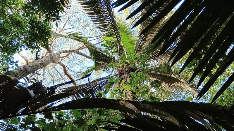 Palmeiras da Amazônia: as “caixas d’água” da floresta tropical