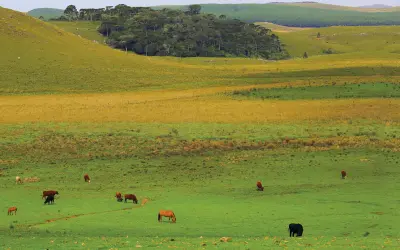 Pampa tem 30% a menos de vegetação nativa do que tinha em1985