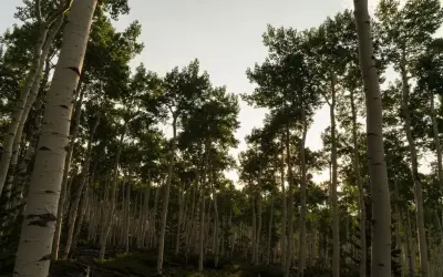Pando é o maior organismo vivo do mundo e pode ser o mais velho