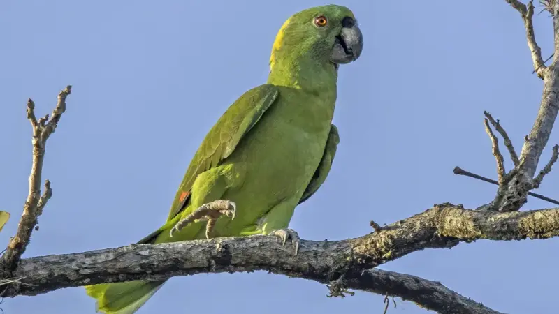 Papagaios da Amazônia estão mudando seus sotaques