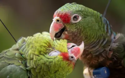 Papagaios-de-peito-roxo ameaçados de extinção foram soltos em Minas Gerais