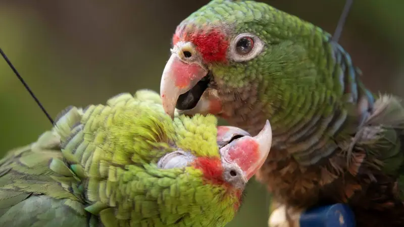 Papagaios-de-peito-roxo ameaçados de extinção foram soltos em Minas Gerais