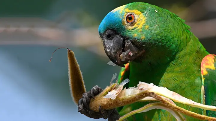 Papagaios, maracanãs e periquitos adaptam dieta à vida urbana na USP