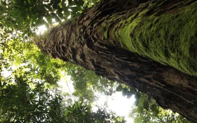 Pará anuncia a criação do Parque Estadual das Árvores Gigantes da Amazônia