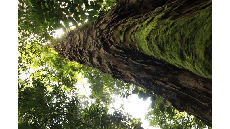 Pará anuncia a criação do Parque Estadual das Árvores Gigantes da Amazônia