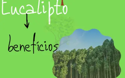 Para que serve o Eucalipto? Conheça 9 benefícios