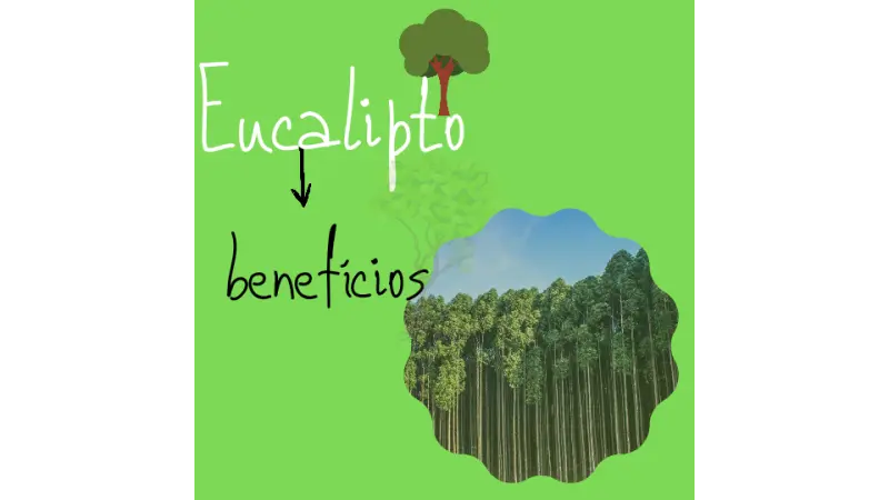 Para que serve o Eucalipto? Conheça 9 benefícios
