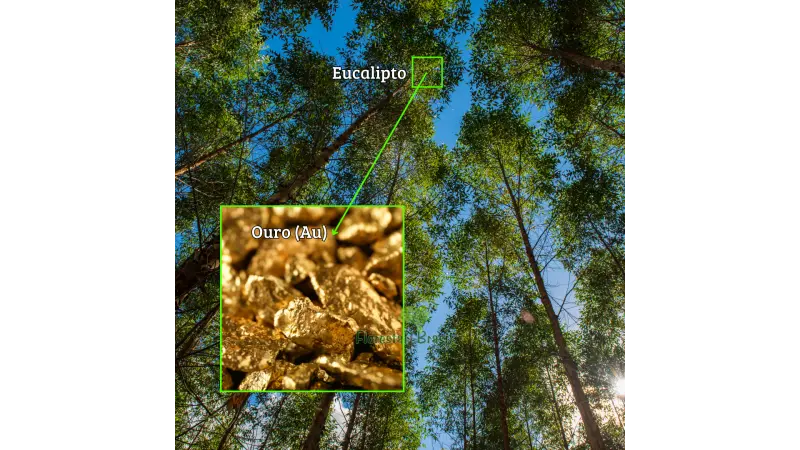 Partículas naturais de ouro em folhas de eucalipto e sua relevância para a exploração de jazidas enterradas