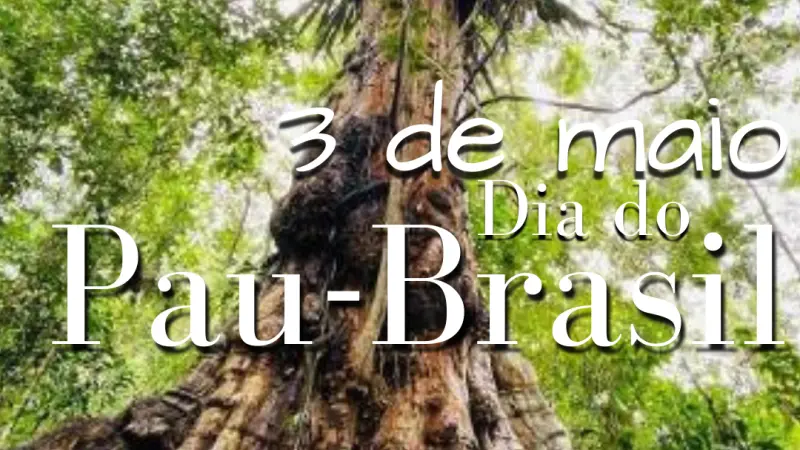3 de maio - Dia do Pau Brasil  - A história completa da árvore deu origem ao nome do país