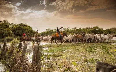 Pecuária em área protegida no Pantanal vai gerar pouco emprego e imposto