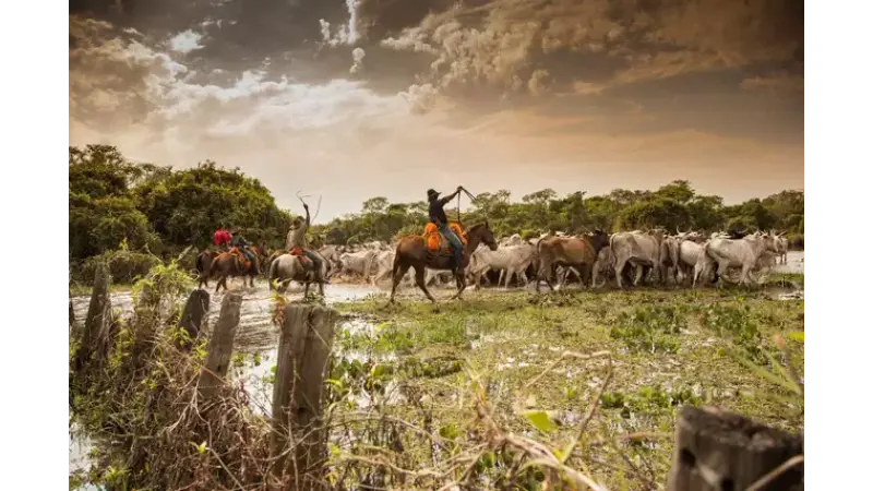 Pecuária em área protegida no Pantanal vai gerar pouco emprego e imposto