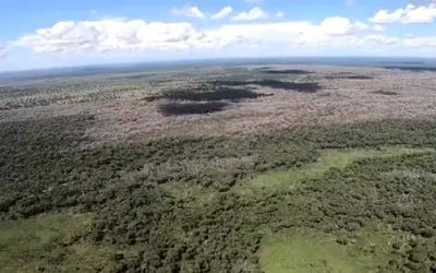 Pecuarista acusado de desmatar 80 mil hectares do Pantanal é absolvido de crime ambiental