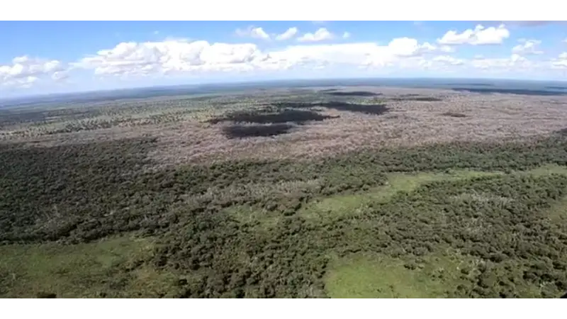 Pecuarista acusado de desmatar 80 mil hectares do Pantanal é absolvido de crime ambiental