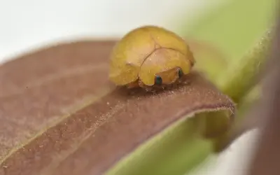 Pequena, amarela e resistente: Nova espécie de joaninha ajuda a compreender como pequenas formas de vida resistem e se adaptam à Caatinga